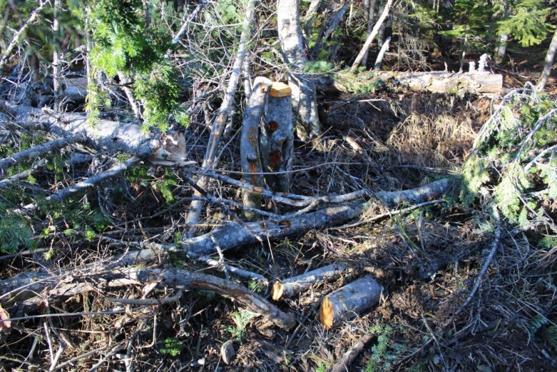 Житель Смирных привлекается к уголовной ответственности за незаконную вырубку лесных насаждений