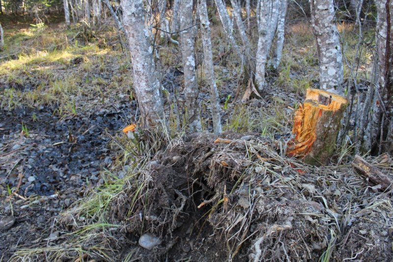 Житель Смирных привлекается к уголовной ответственности за незаконную вырубку лесных насаждений